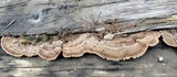 Trametes pubescens image