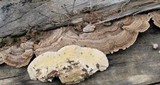 Trametes pubescens image