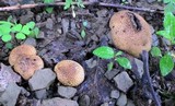Scleroderma areolatum image