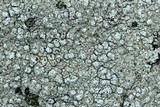 Pertusaria plittiana image