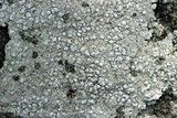Pertusaria plittiana image