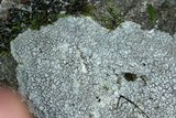Pertusaria plittiana image