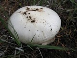 Amanita sect. Vaginatae image
