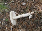 Amanita sect. Vaginatae image