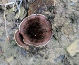 Coltricia cinnamomea image