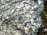 Physcia biziana image