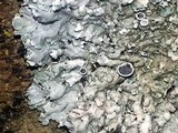 Physcia biziana image