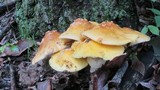 Amanita flavorubens image