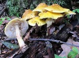 Amanita flavorubens image