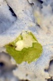 Physcia biziana image