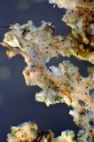 Physcia biziana image