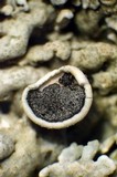 Physcia biziana image