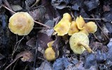 Cantharellus appalachiensis image