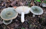 Russula parvovirescens image