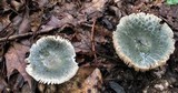 Russula parvovirescens image