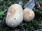 Russula crustosa image
