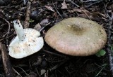 Russula variata image