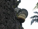 Fomitopsis officinalis image