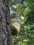 Fomitopsis officinalis image