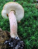 Leccinum longicurvipes image