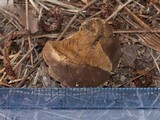 Lycoperdon marginatum image