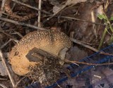 Lycoperdon marginatum image