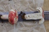 Russula sanguinaria image