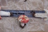 Russula sanguinaria image