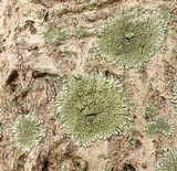 Pyxine cocoës image
