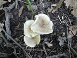 Lactarius cinereus image