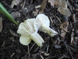 Lactarius cinereus image
