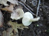 Lactarius cinereus image