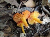 Hygrocybe punicea image