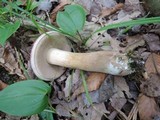 Tylopilus rubrobrunneus image