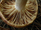 Lactarius vinaceorufescens image