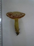 Xerocomus parvulus image