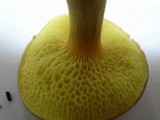 Xerocomus parvulus image
