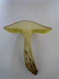 Xerocomus parvulus image