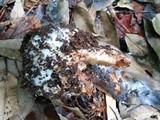 Amanita clarisquamosa image