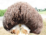 Agaricus texensis image