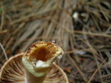 Lactarius vinaceorufescens image