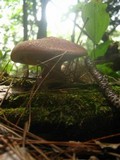 Suillus spraguei image