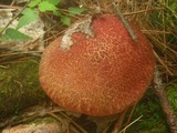 Suillus spraguei image