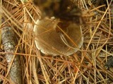 Coltricia perennis image