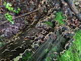 Xylobolus subpileatus image