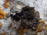 Phaeophyscia hirsuta image