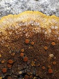 Caloplaca aurantia image
