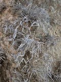 Roccella fuciformis image