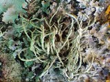 Roccella phycopsis image