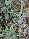 Roccella phycopsis image